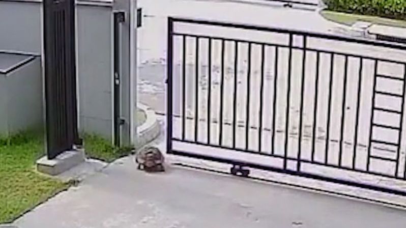 Želva se naučila otevřít vjezdová vrata u domu a utekla